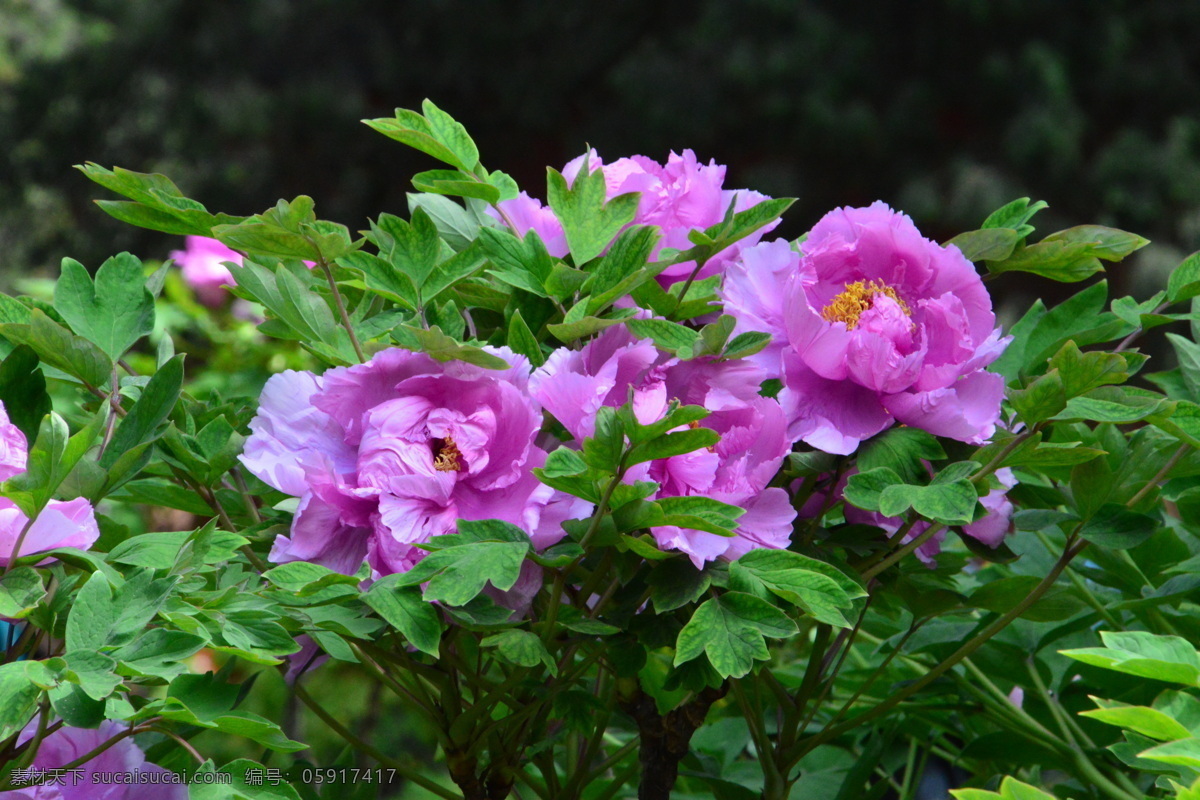 牡丹花 牡丹 鼠姑 木芍药 百雨金 洛阳花 花卉 花儿 花草 植物 园林绿化 绿化景观 花朵 芍药牡丹 生物世界