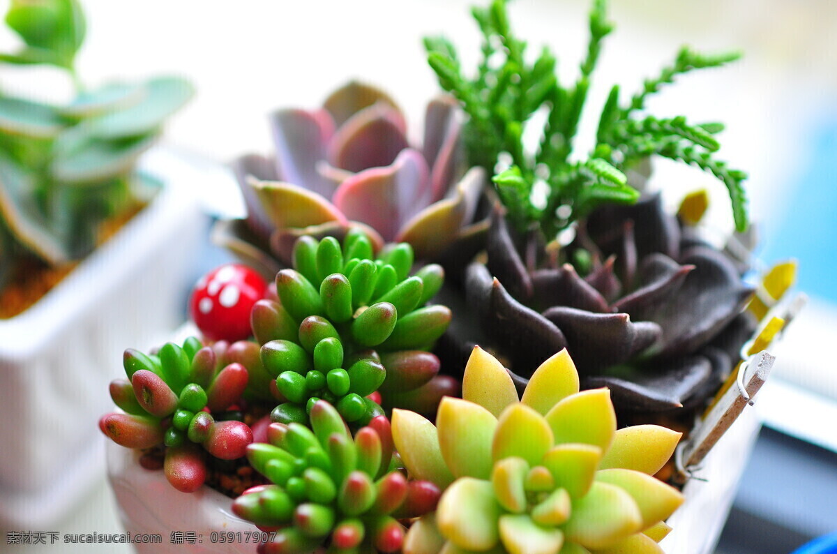 多肉植物 绿色 生命 微小景观 生机 花草 生物世界