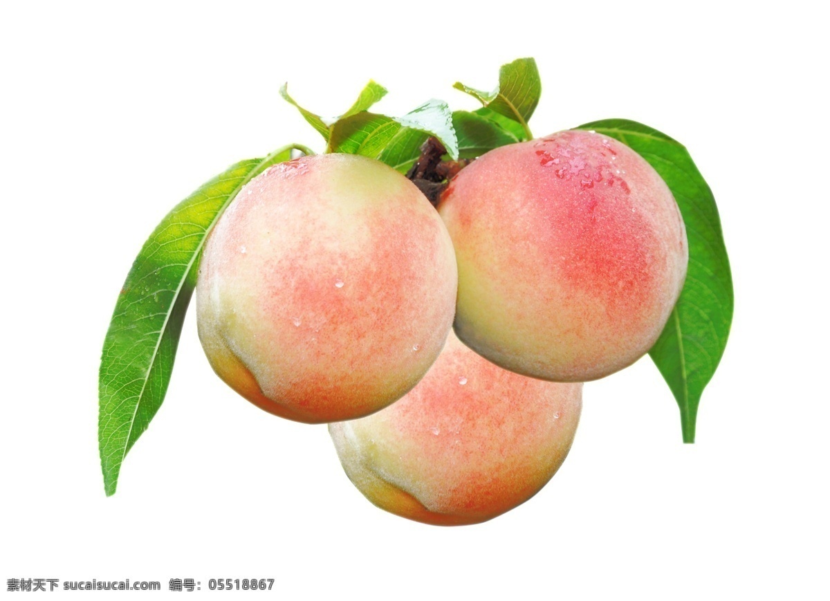 桃子 油桃 水蜜桃 甜美 多汁 美味 水果 新鲜水果 写实桃子 毛桃 新鲜水蜜桃 新鲜桃子 桃子素材