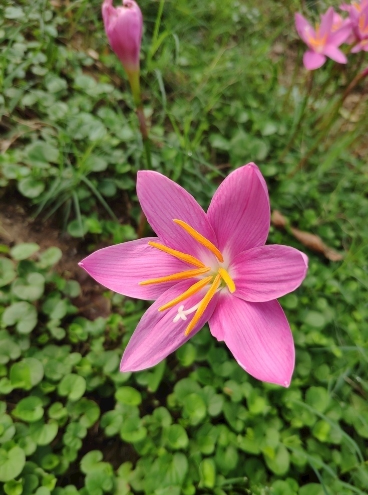 韭莲花 粉色花 韭菜花 绿叶 花影 生物世界 花草