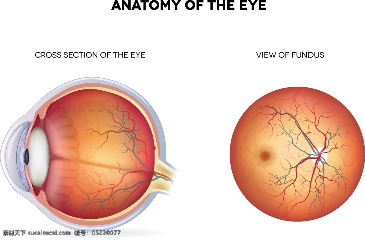 眼球 眼 眼珠 瞳孔 视网膜 3d器官 眼部结构 人体器官 人体研究 医学器官 人体解剖 医学器官图鉴 医疗护理 现代科技 医疗保健 生活百科 矢量