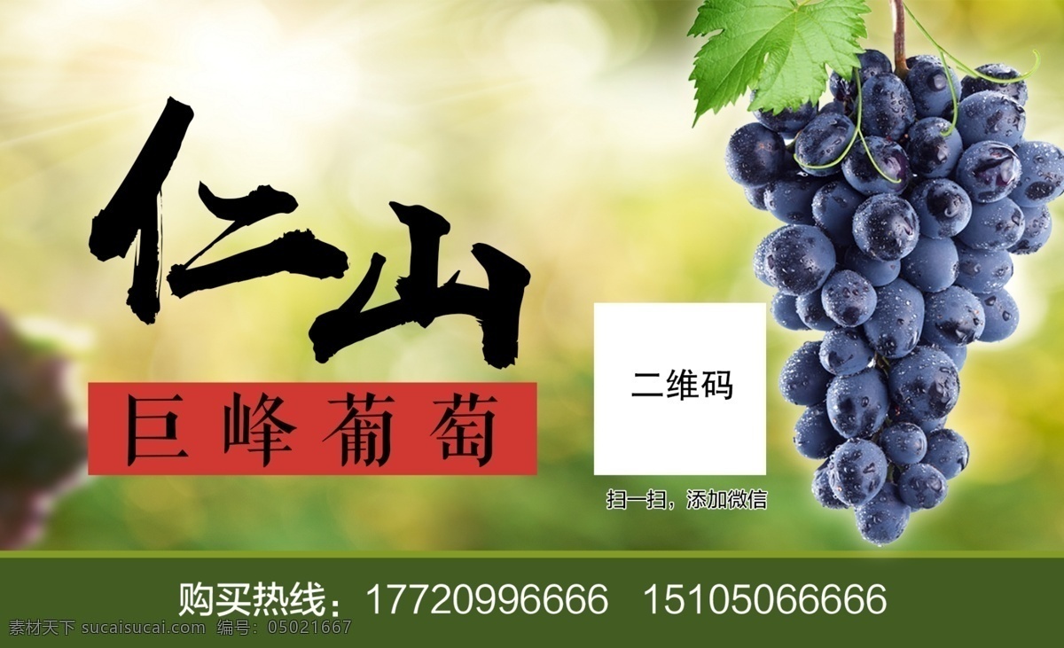 仁山巨蜂葡萄 葡萄 仁山 巨峰葡萄 水果 健康水果