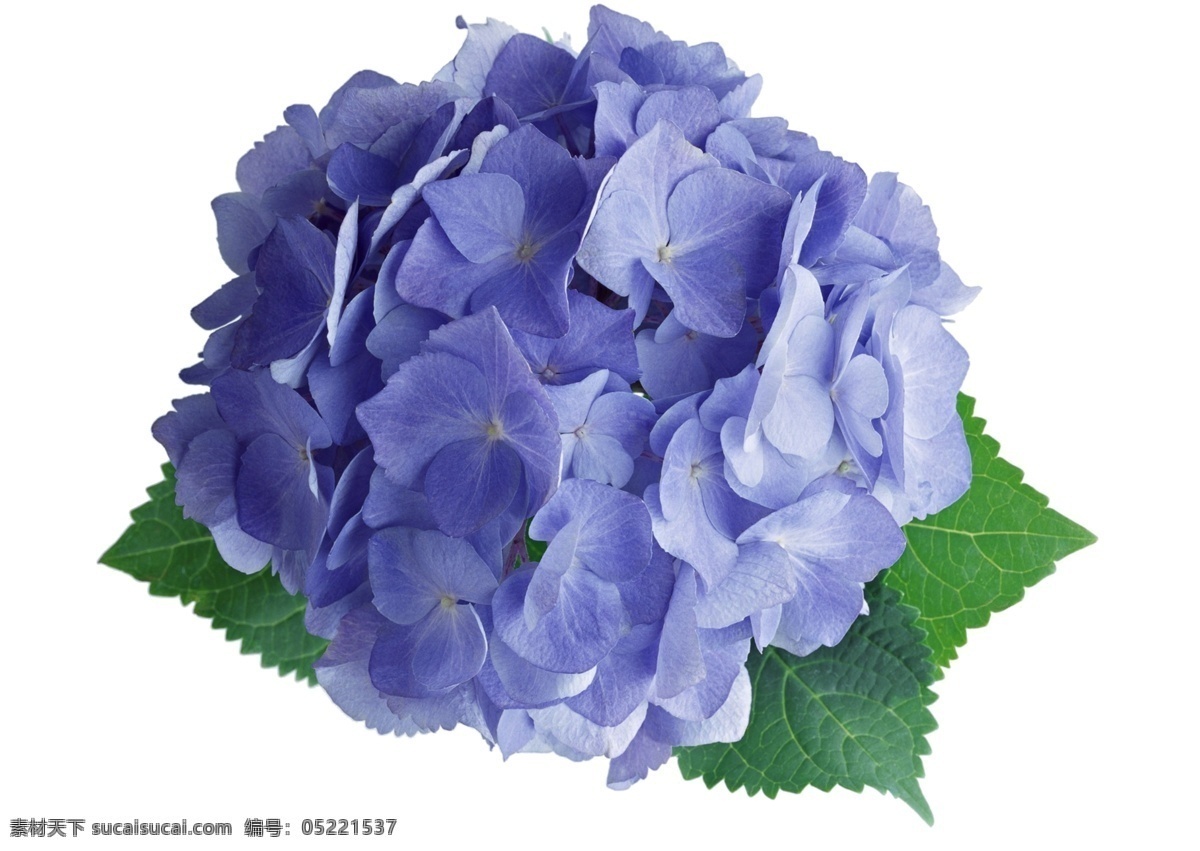 花卉造型 花 花瓣 花草 花朵 花儿 花卉 浪漫 透明背景 香水广告素材 植物 紫色 球形花朵 八仙花 自然 精油海报装饰 植物花草 免抠 无背景 海报背景图