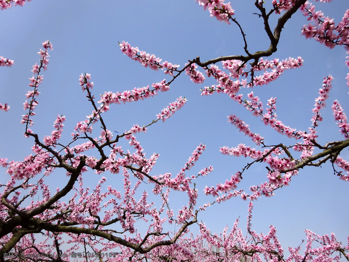 二月 桃花 蓝天 红花 红色 粉红色 生物世界 花草