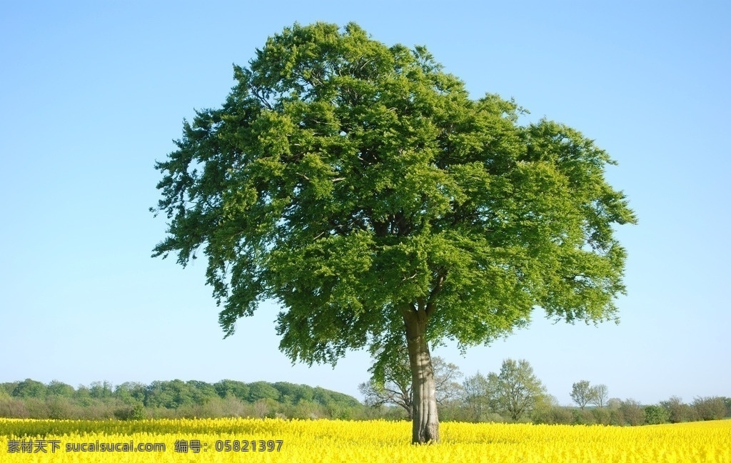 油菜花田大树 油菜花田 黄色油菜花田 黄色油菜花 大树 树木 绿色 树干 树枝 枝干 枝叶 绿叶 叶子 繁茂 树木风景 生物世界 花草