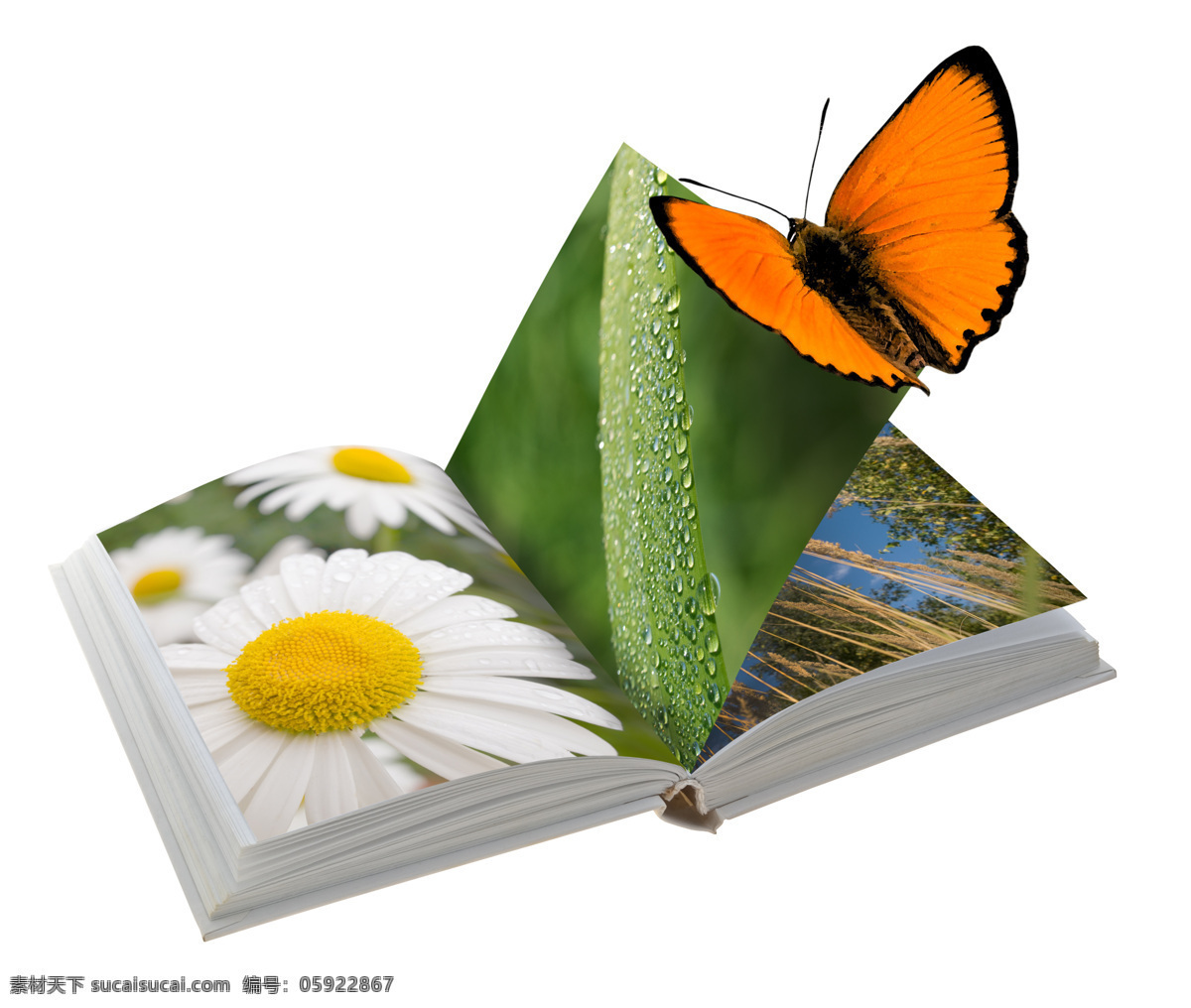 蝴蝶 书本 翻开的书 学习 知识 创意 抽象 花朵 鲜花 书本图片 生活百科
