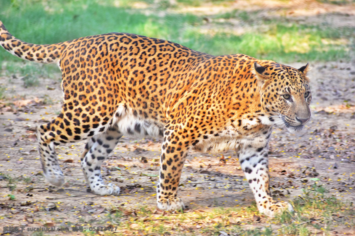 豹子 豹 panthera pardus 金钱豹 文豹 银钱豹 leopard panther 花豹 动物 猫科动物