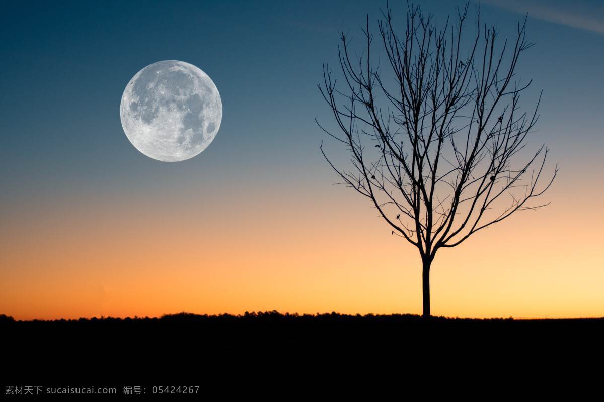 拂晓 风景 月亮 枯树 太阳 唯美 天空 自然景观 自然风景