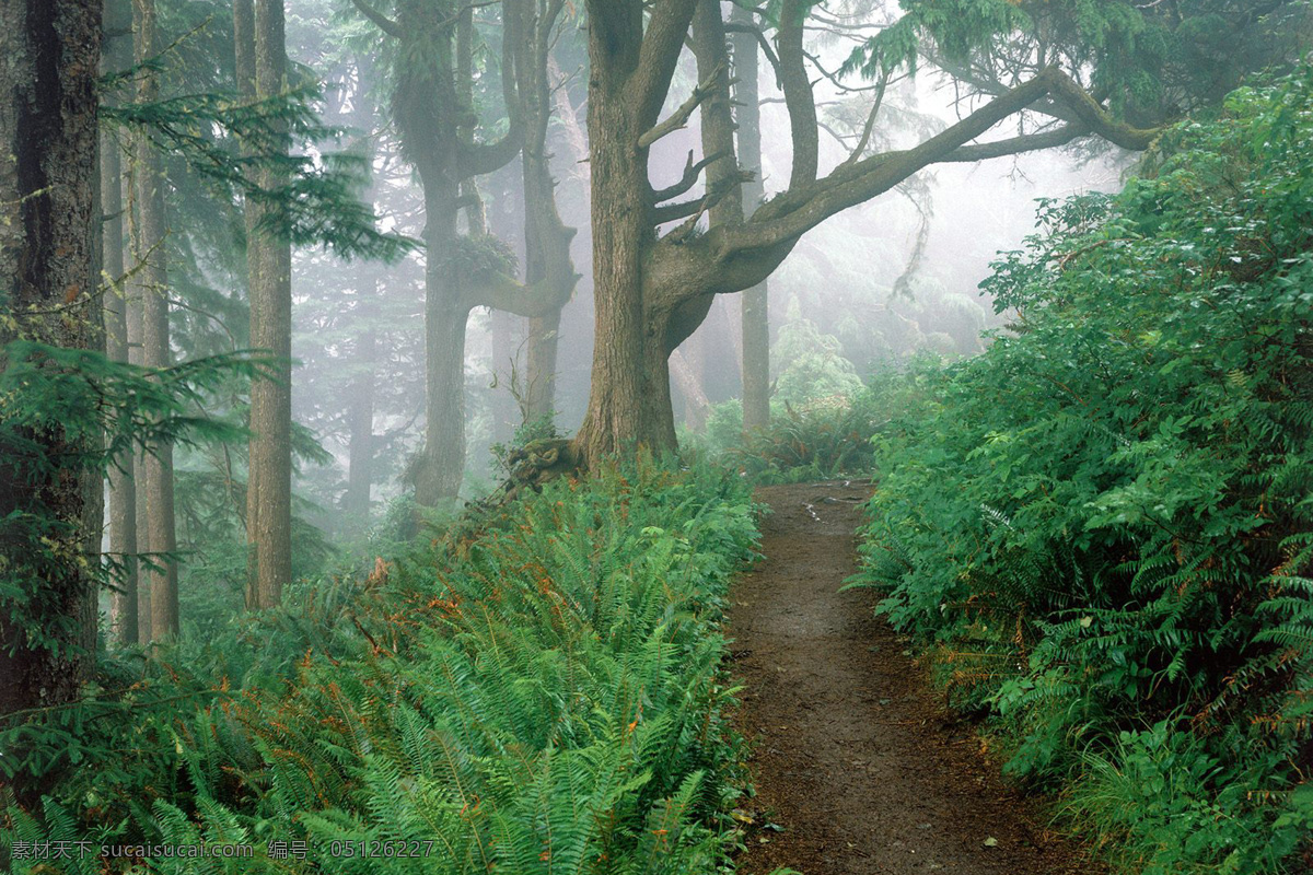 林免费下载 风 间 景 林 路 青山 山 小 水 青