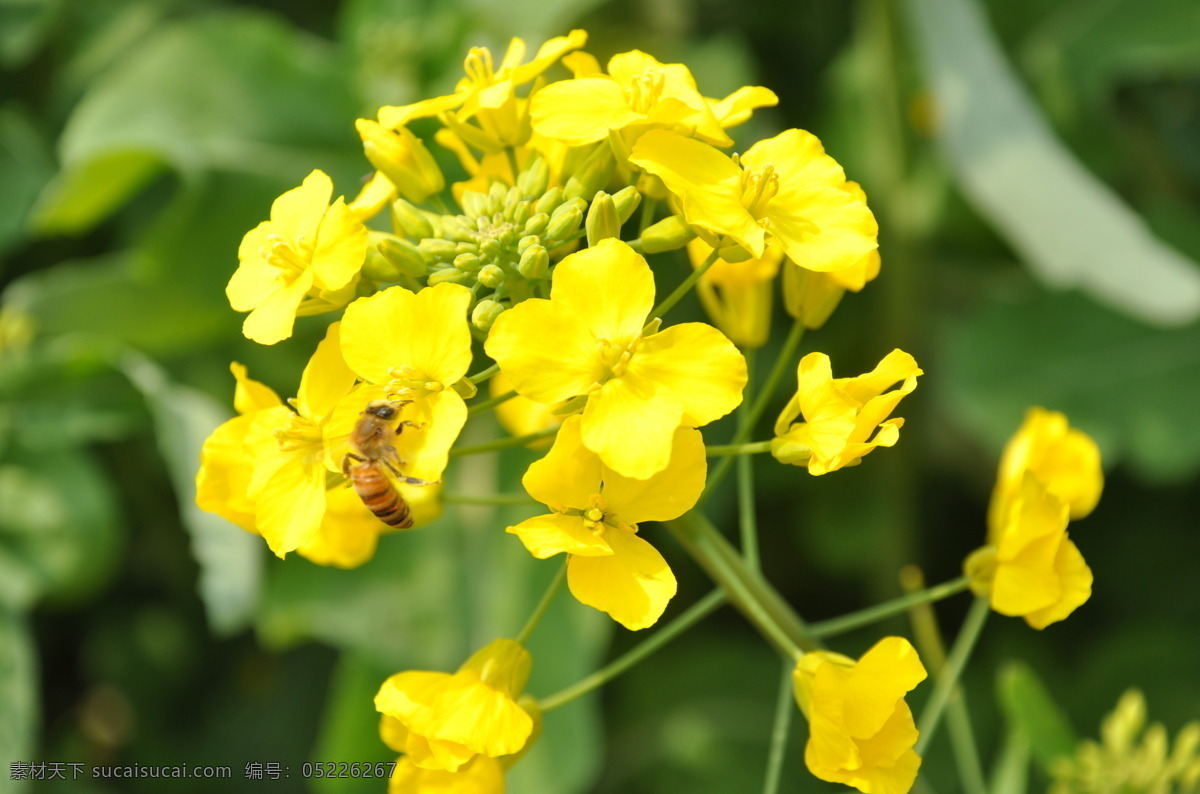蜜蜂采蜜 蜜蜂 采蜜 油菜花 春天 花开时节 近镜头 照片 自然景观 田园风光