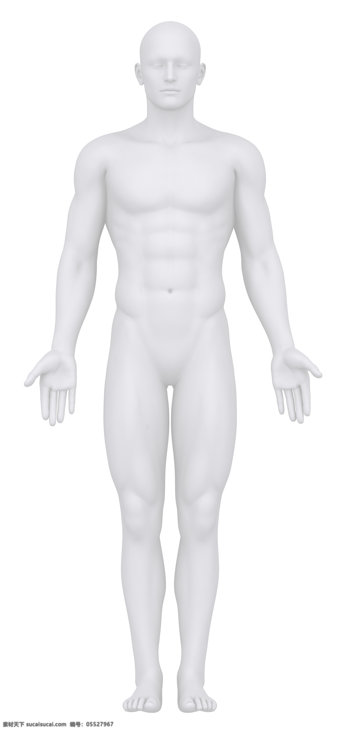 男性 人体 结构 男性器官 男性人体 人体器官 医疗科学 医学 人体器官图 人物图片