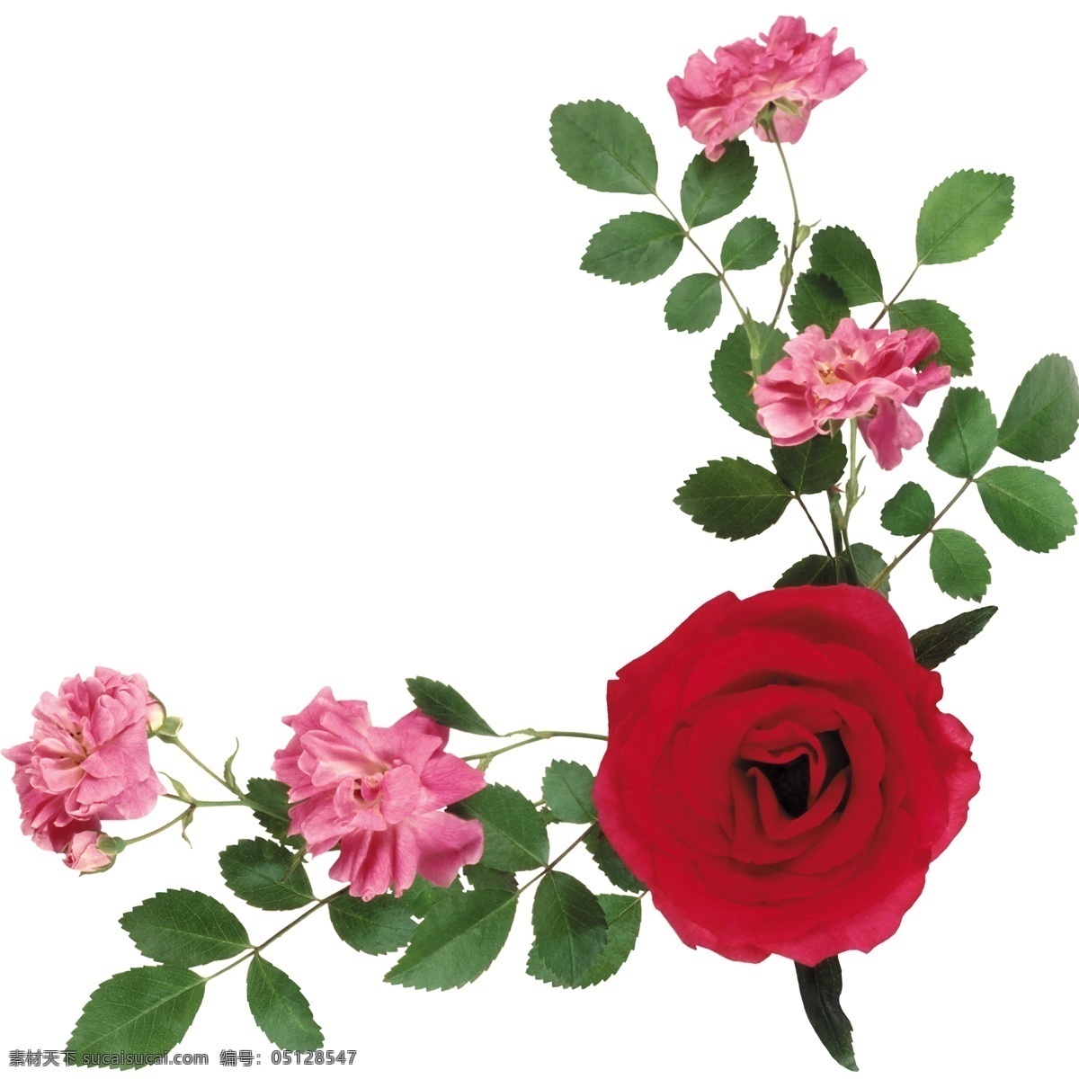 玫瑰 玫瑰边框 花卉边框 红色玫瑰 边角框 鲜花 花 装饰花卉 花卉 饰花 花朵组合 花艺 盛开 花草 生物世界 花卉边角框 分层 源文件