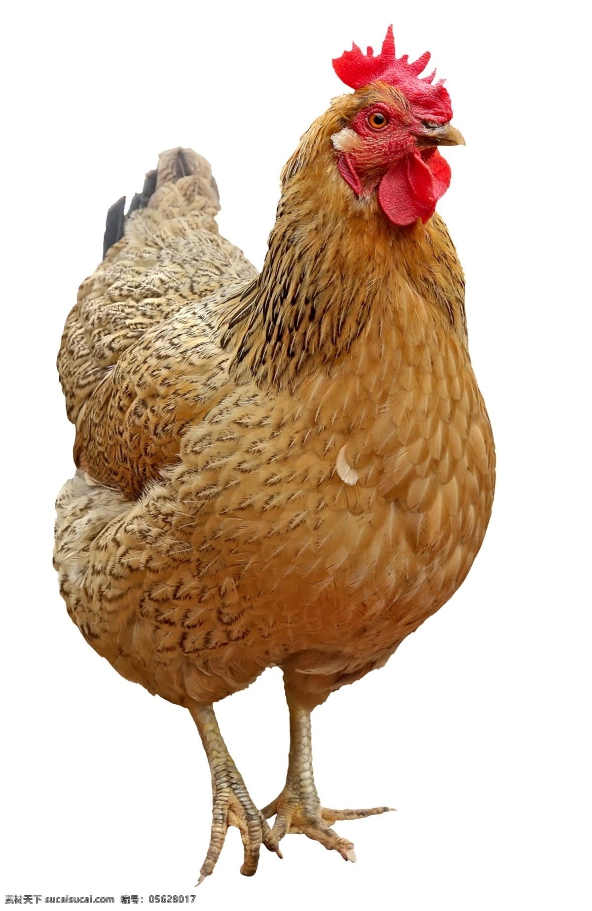 鸡 动物 家禽 母鸡抠图