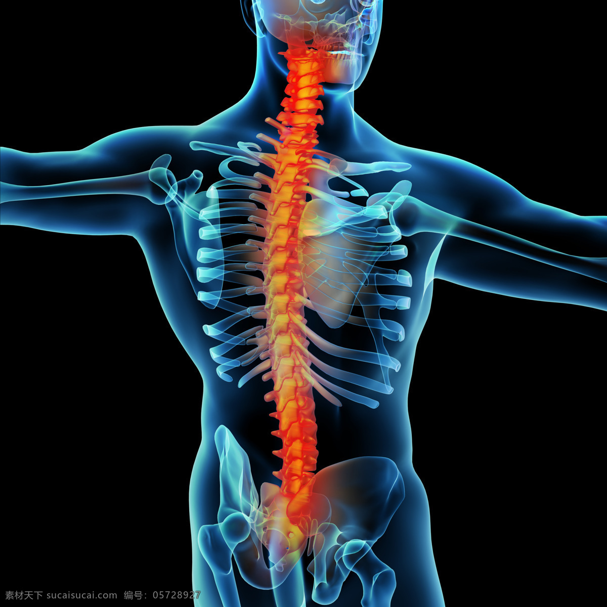 颈椎 科学研究 人体骨骼 现代科技 医疗 医学 脊椎 肌肉 骨骼 结构 脊柱 人体结构 人体肌肉 人体标本 人体构造 矢量图