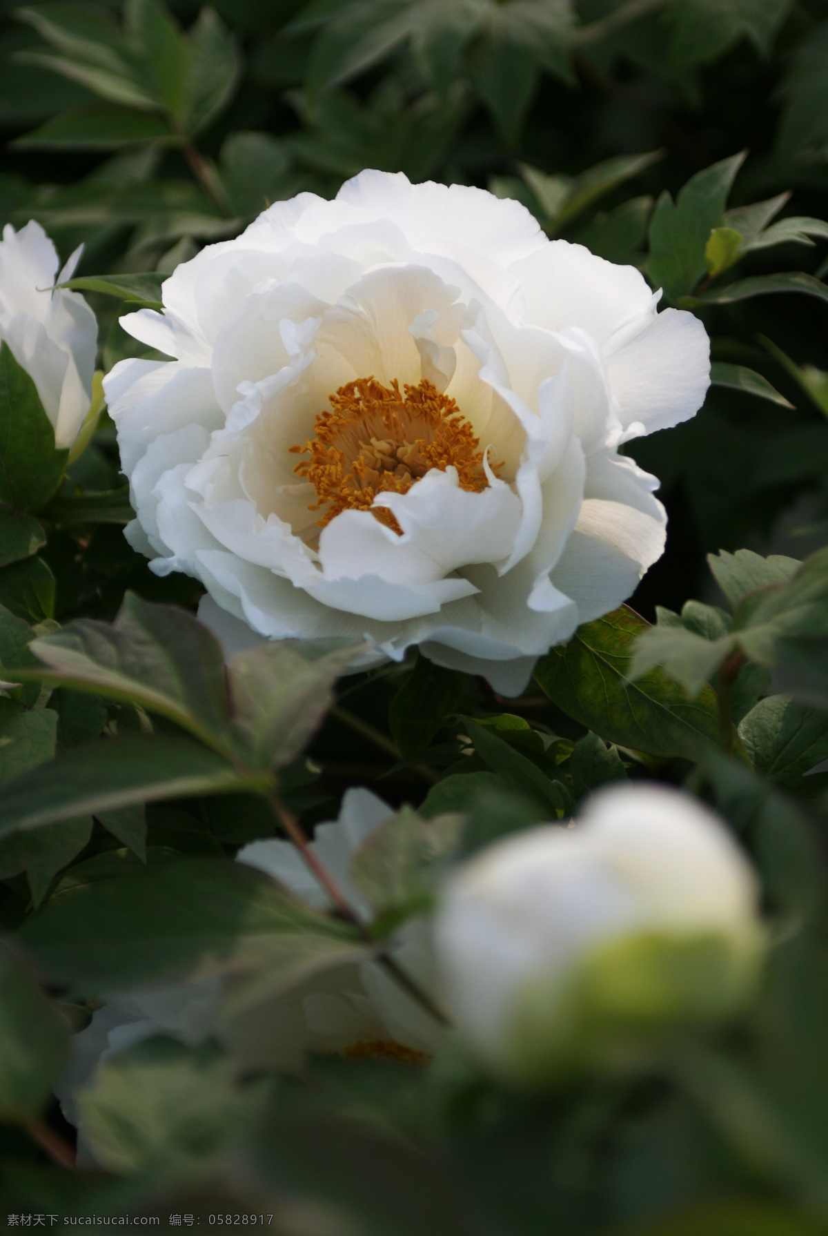 白牡丹 国色牡丹 牡丹 花王 菏泽洛阳牡丹 花草 生物世界