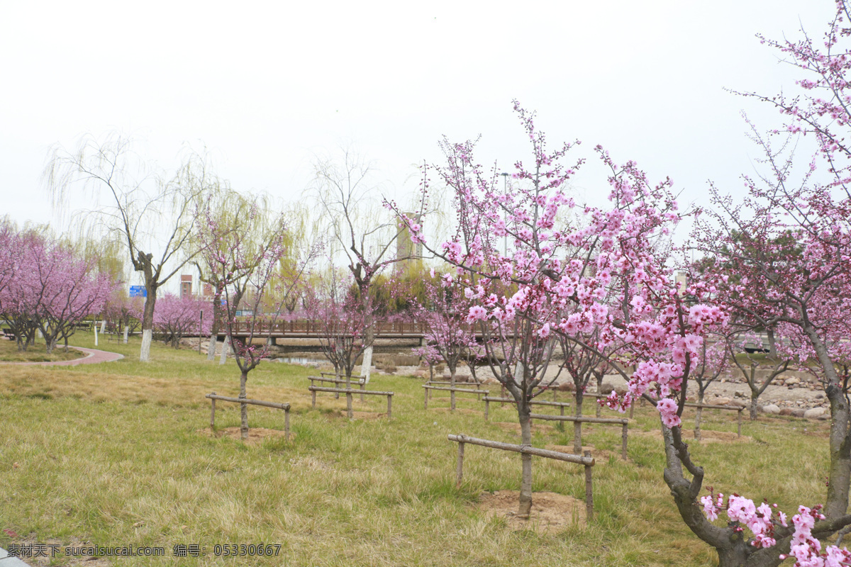 春天桃树 桃林 桃花 小路 公园 桃花背景 桃园 桃花岛 桃花摄影 桃园旅游 桃林小路 桃树 公园旅游 道路风景 桃花树 春暖花开 公园美景 樱花 分红樱花 公园景观 风光 风景 唐岛湾公园 柳树 垂柳 咏柳 春天 春季 溪水 景观 粉色花 花蕊 花草 桃花盛开 自然景观 自然风景