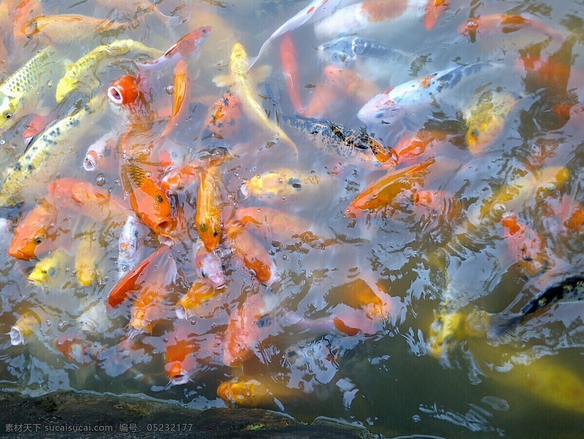 池塘 红色 黄色 金鱼 鲤鱼 山水风景 生物世界 金鱼满堂 五彩缤纷 鱼塘 小河 赏鱼 自然景观 鱼类