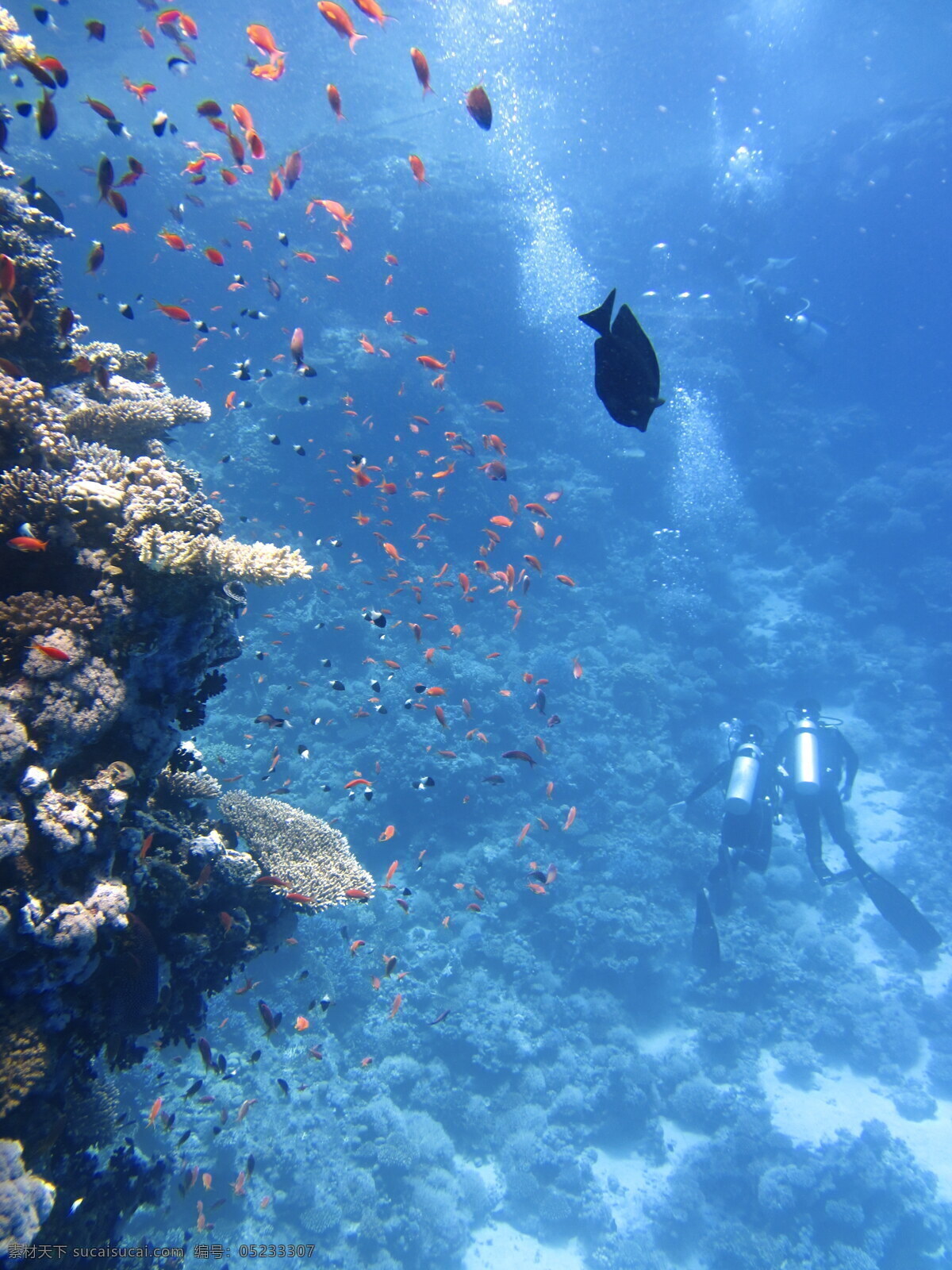 真实 海底 世界 高清 海底世界 海洋 礁石 珊瑚