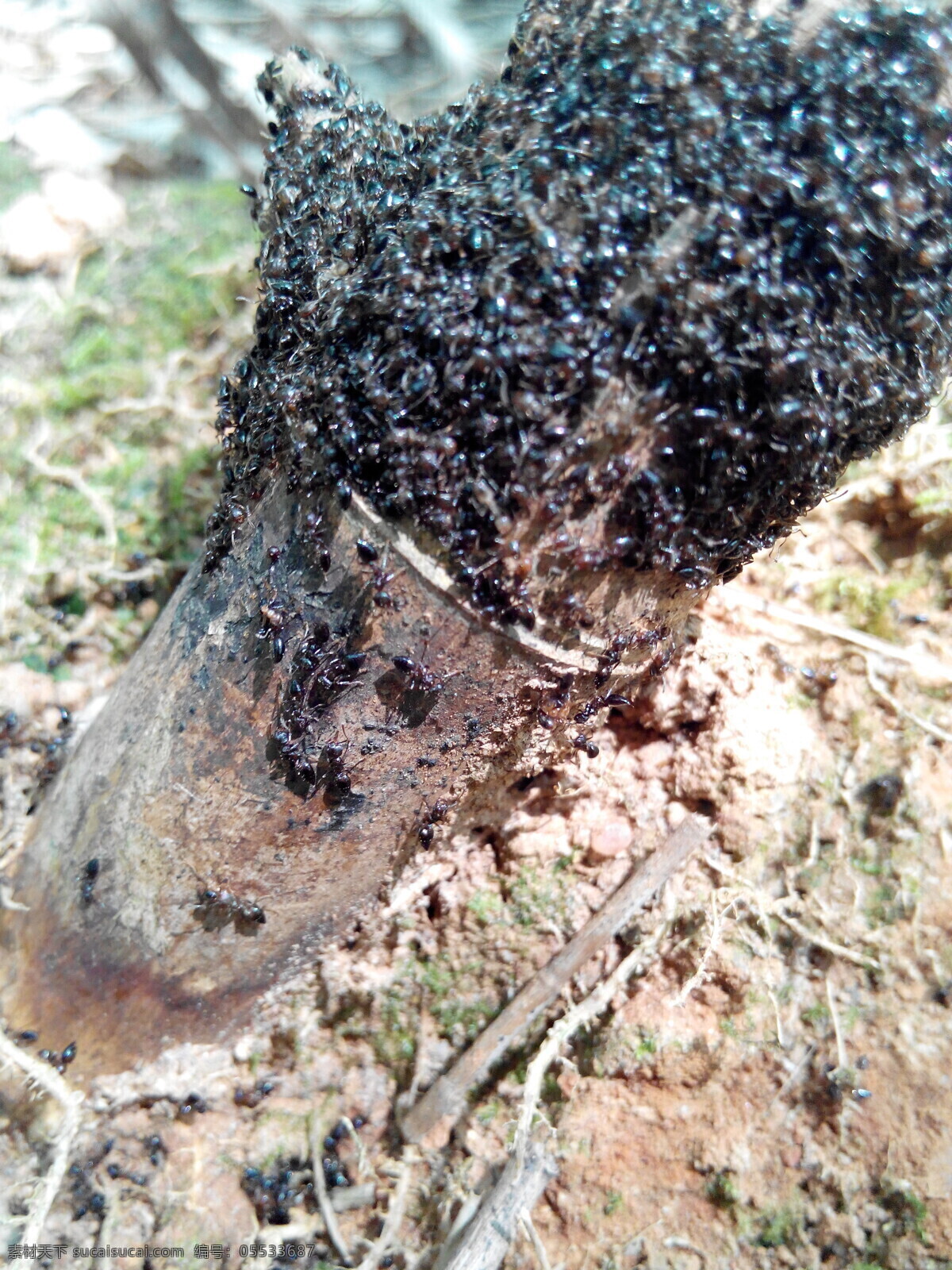 蚂蚁 黑色 竹子 密集 泥土 生物世界 昆虫