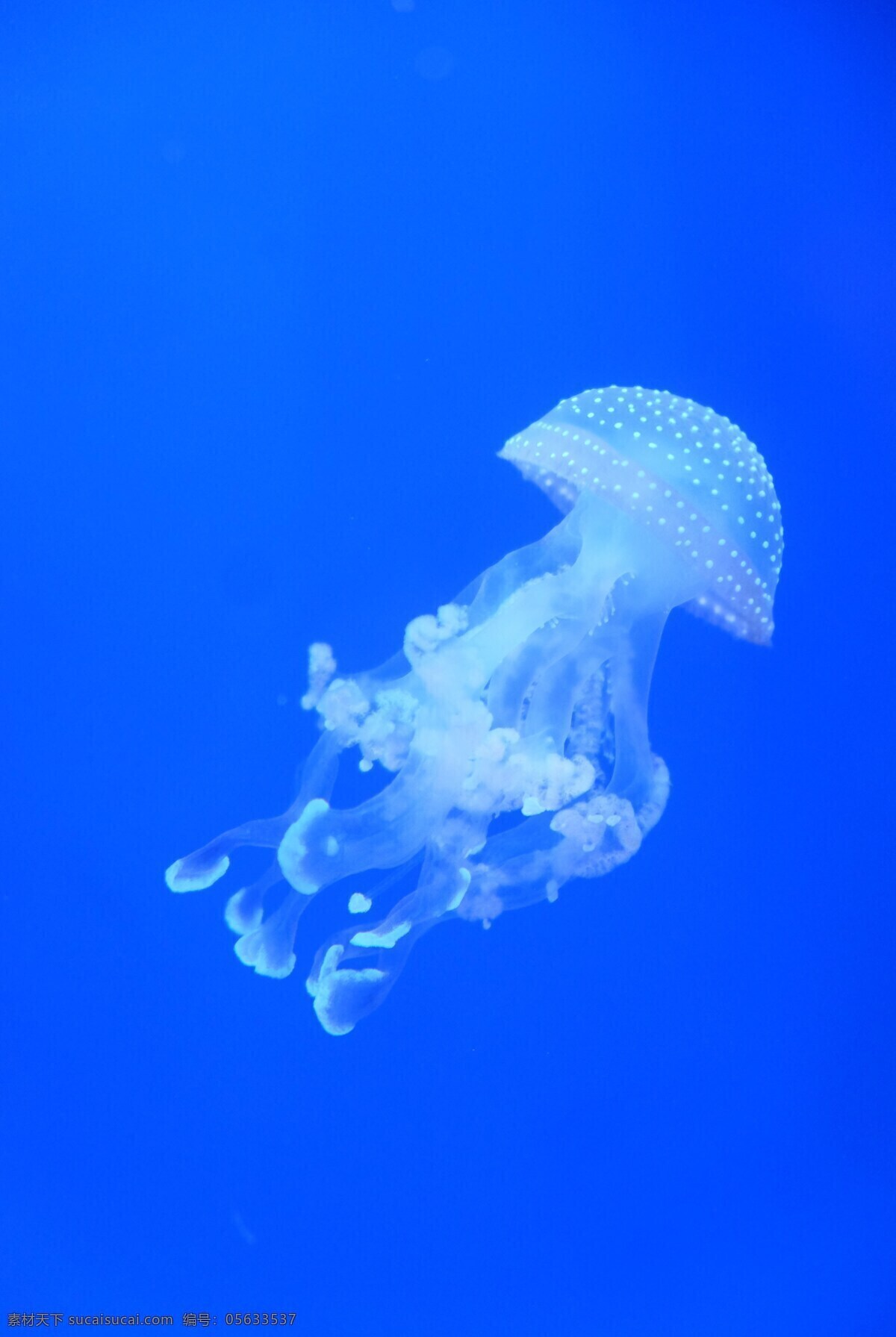 动物 蓝色 生物 危险 黑暗 深度 水母 浮动 发光 海洋 自然 背景 深海 生物世界 海洋生物
