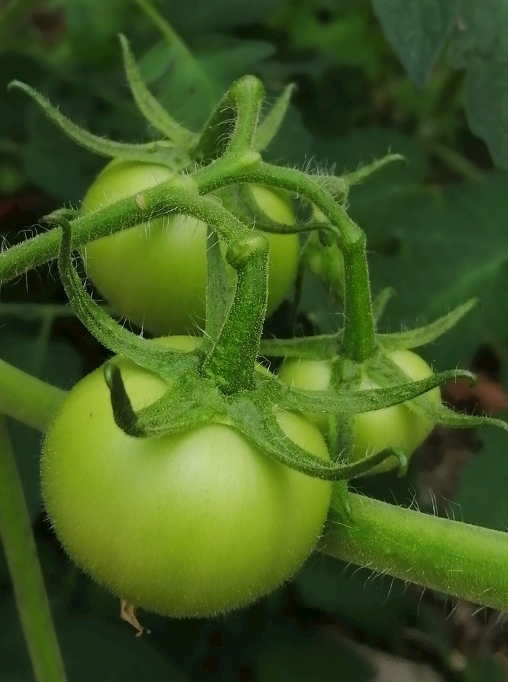 西红柿图片 西红柿 蔬菜 自然 食材 绿色