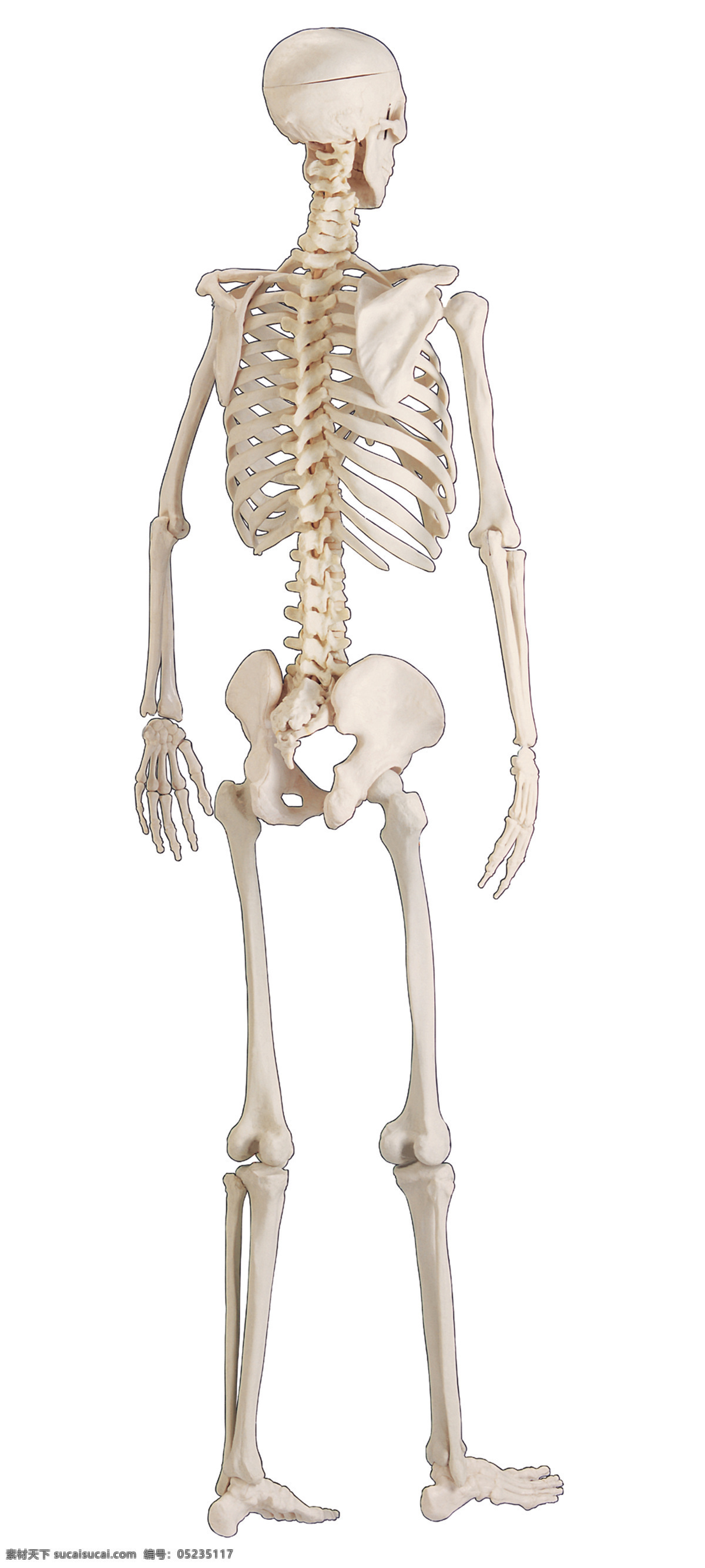 人体骨骼 骨骼 人体 站立 骨头 人骨骼 医疗护理 现代科技