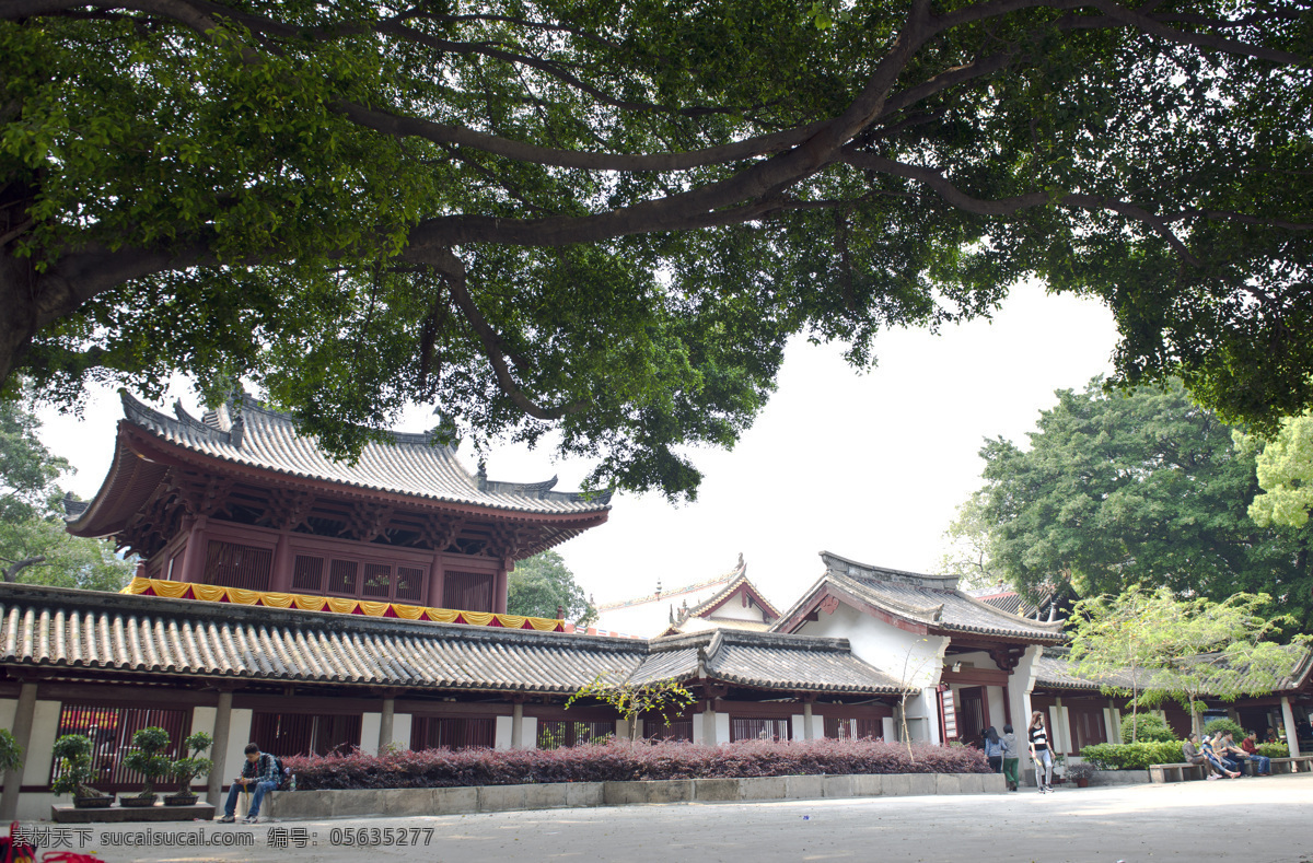 光孝寺美景 广州 光孝寺 大榕树 佛教 寺庙 国内旅游 旅游摄影