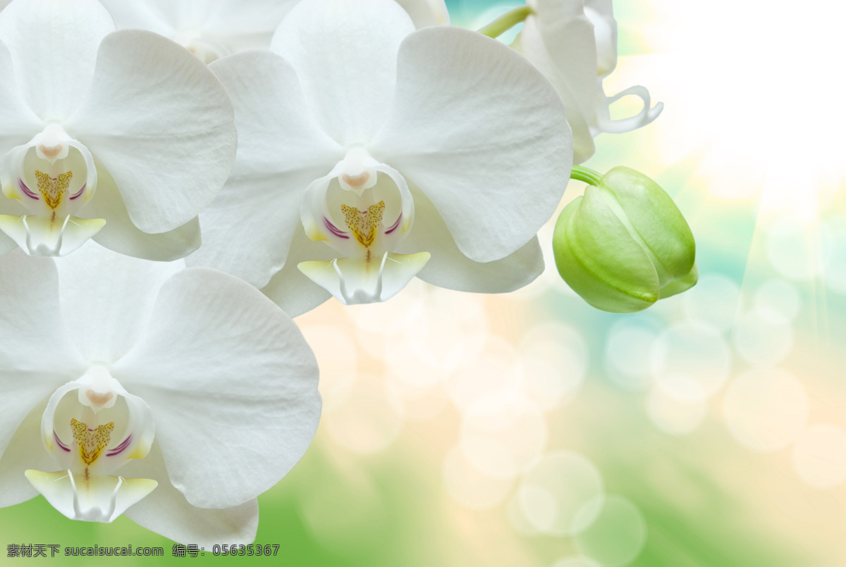 白色蘭花花卉 白色蘭花 白色兰花 白色兰花花卉 新鲜花朵 白色花朵 鲜花 花儿 花朵 花草 生物世界