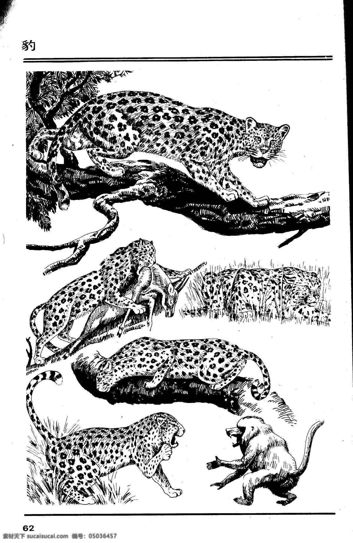 画兽谱66 豹 百兽 兽 家禽 猛兽 动物 白描 线描 绘画 美术 禽兽 野生动物 画兽谱 云豹 雪豹 猎豹 豹子 生物世界 设计图库