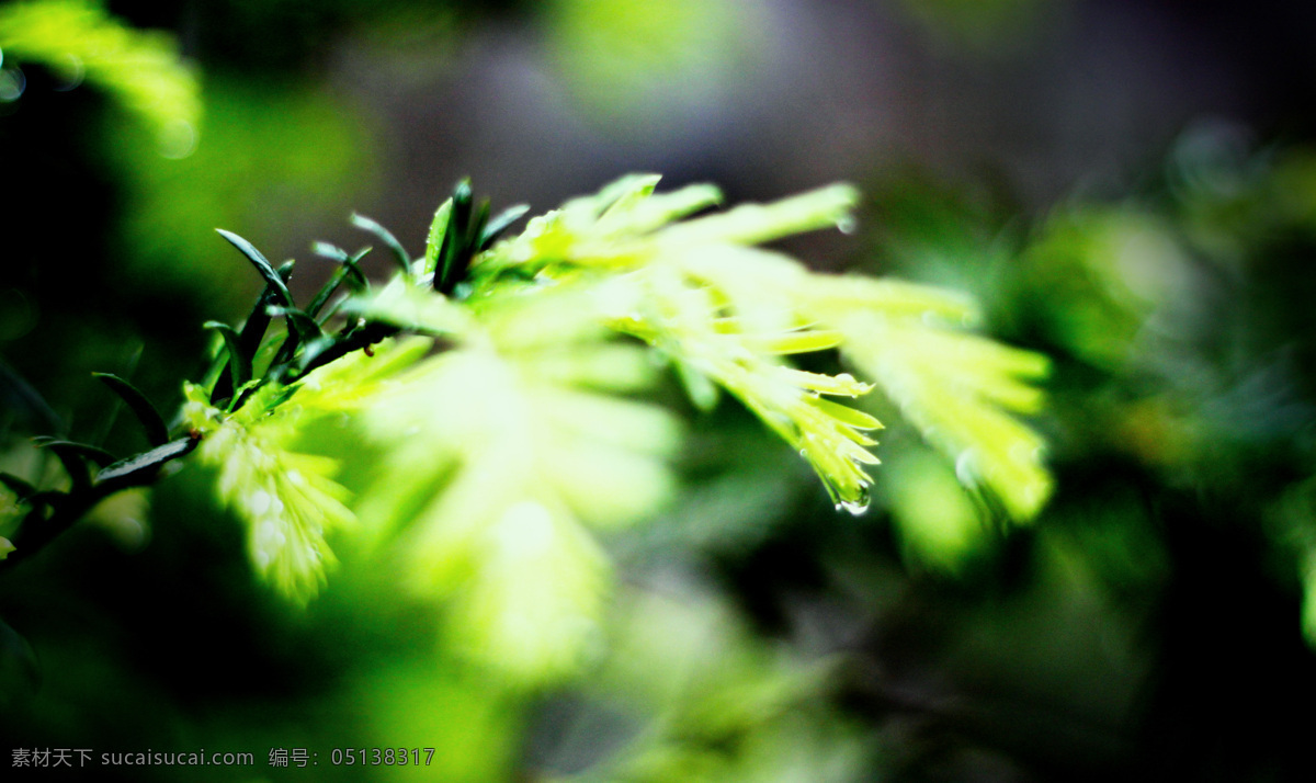 春绿 风景 露水 露珠 嫩绿 嫩芽 生物世界 树叶 枝叶 树枝 春芽 嫩黄 水珠 水滴 晨露 树木树叶 psd源文件