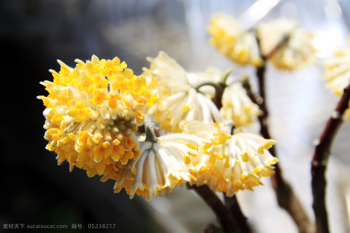 结香 花朵 黄色 植物 梦花 梦花树 花草 生物世界