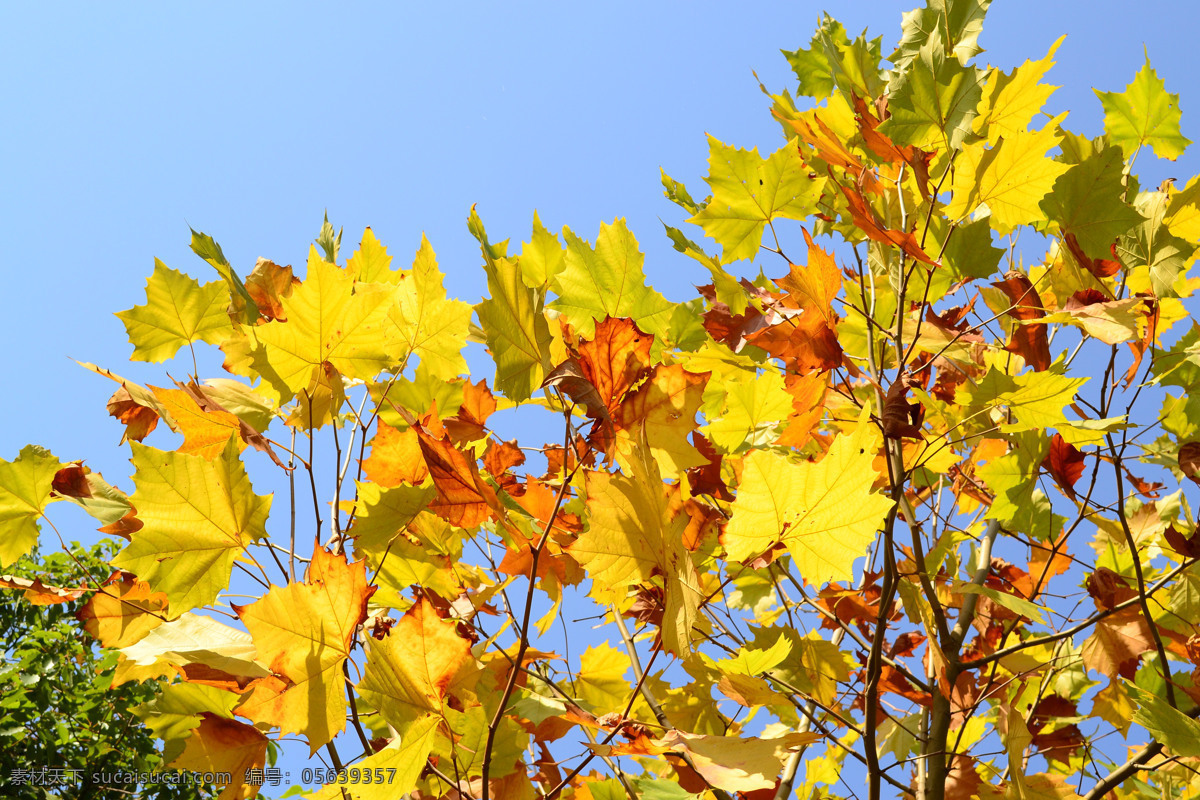 梧桐叶 秋天 天空 树叶 梧桐 叶子 生物世界 树木树叶 黄色