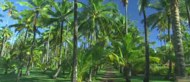 海边 椰树林 特写 镜头 高清 实拍 视频 自然风景 实拍视频