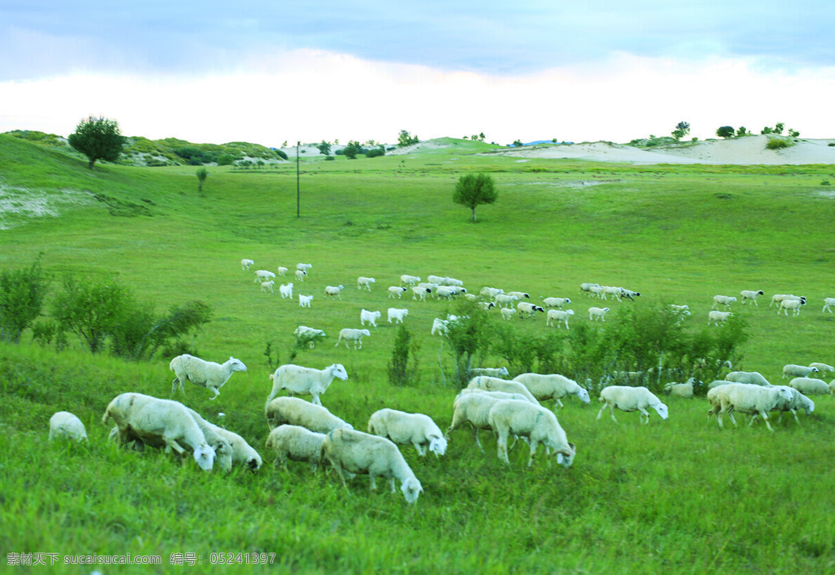 坝上草原 牧羊 草地 羊群 蓝天 乌云 绿色 草场 树木 沙丘 电杆 军马场 国内旅游 旅游摄影