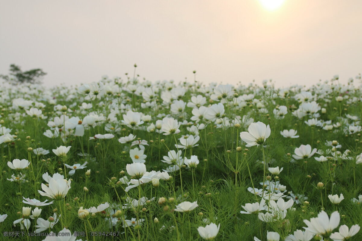 波斯菊