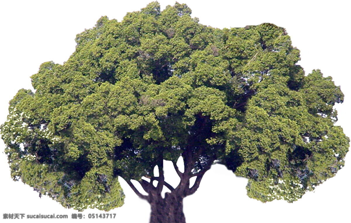 植物 贴图素材 建筑装饰 jpg0290 设计素材 白色