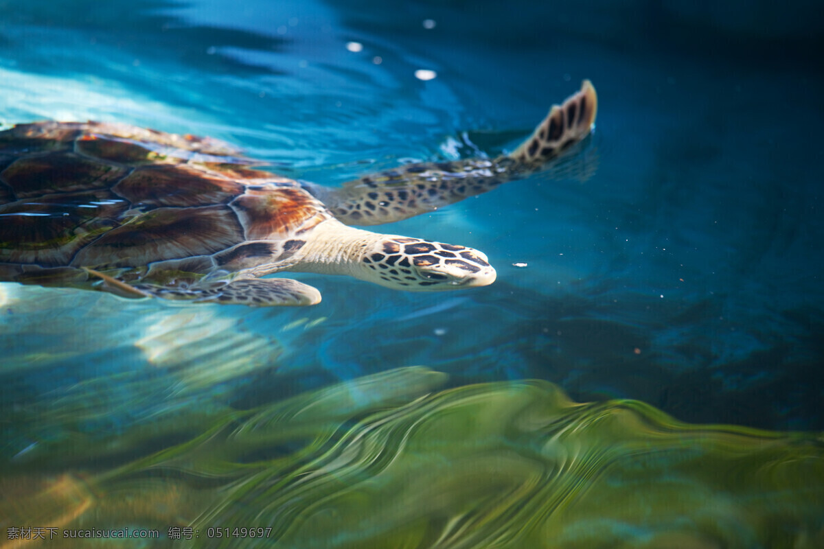 水里的海龟 海龟 风景摄影 美丽景色 自然风光 美景 海洋生物 自然风景 自然景观 黑色