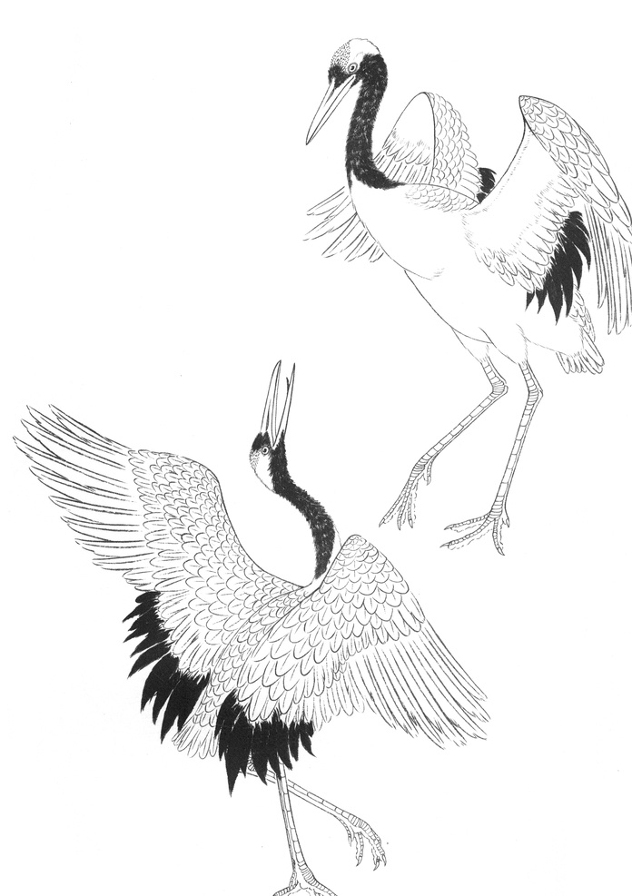 鸟雀 绘画 线 稿 图 鸟类线稿 鸽子 鹌鹑 文鸟 黄鹂 翠鸟 仙鹤 工笔画 白描线条 绘画设计素材 鸟类线稿图 中式 工笔画线稿图 花鸟线稿图 文化艺术 绘画书法