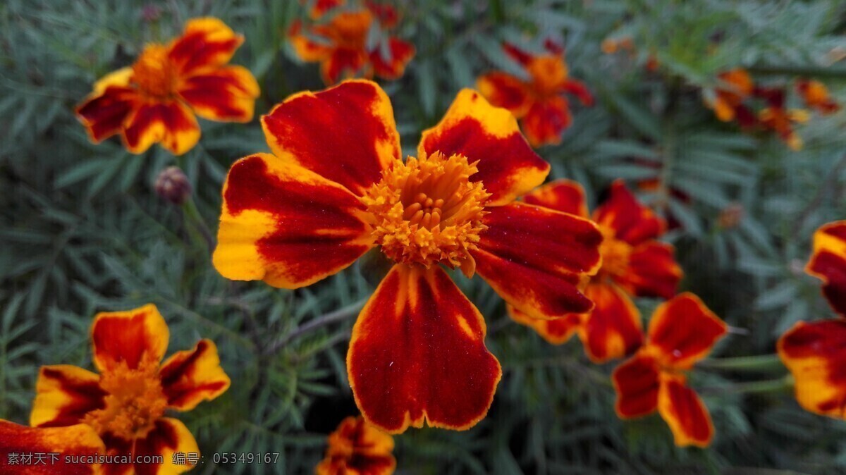 盛开的太阳花 太阳花 盛开 花瓣 植物 鲜花 野花 自然生物 生物世界 花草