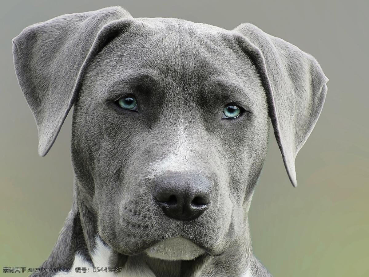 狗 鄙视 眼神 灰色狗狗 鄙视的眼神 狗狗 动物 小狗 雪纳瑞 幼犬 犬类 潮流狗狗 可爱狗狗 韩版狗狗 生物世界 家禽家畜