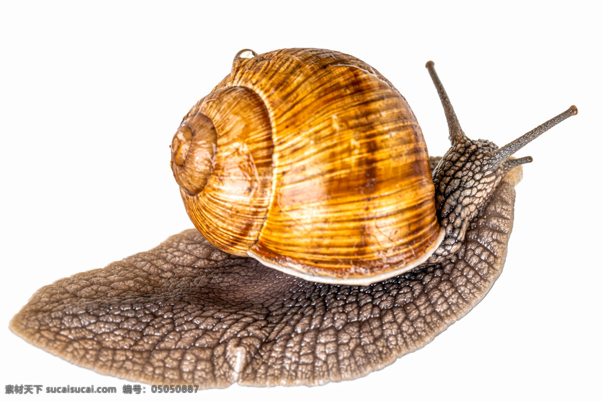 只 蜗牛 图 昆虫 非洲蜗牛 动物 爬行动物 生物世界 其他生物