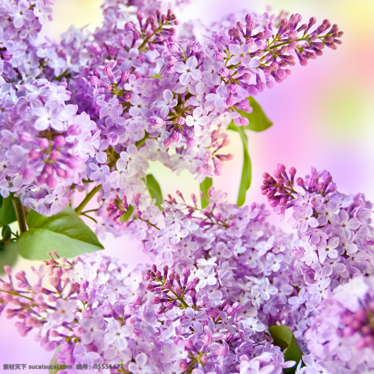 美丽 紫色 小花 紫色小花 美丽鲜花 漂亮花朵 花卉 鲜花背景 花草树木 生物世界