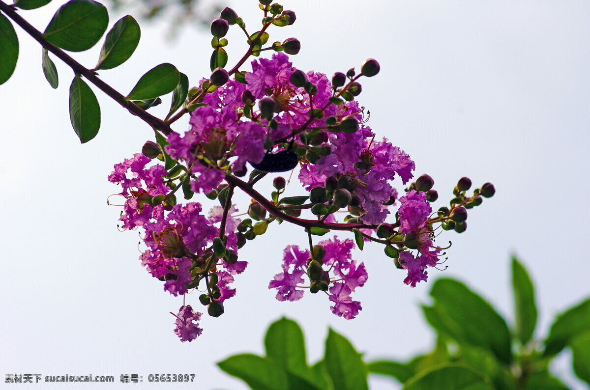 高清 紫薇 花 花卉 花朵 花枝 鲜花 绿叶