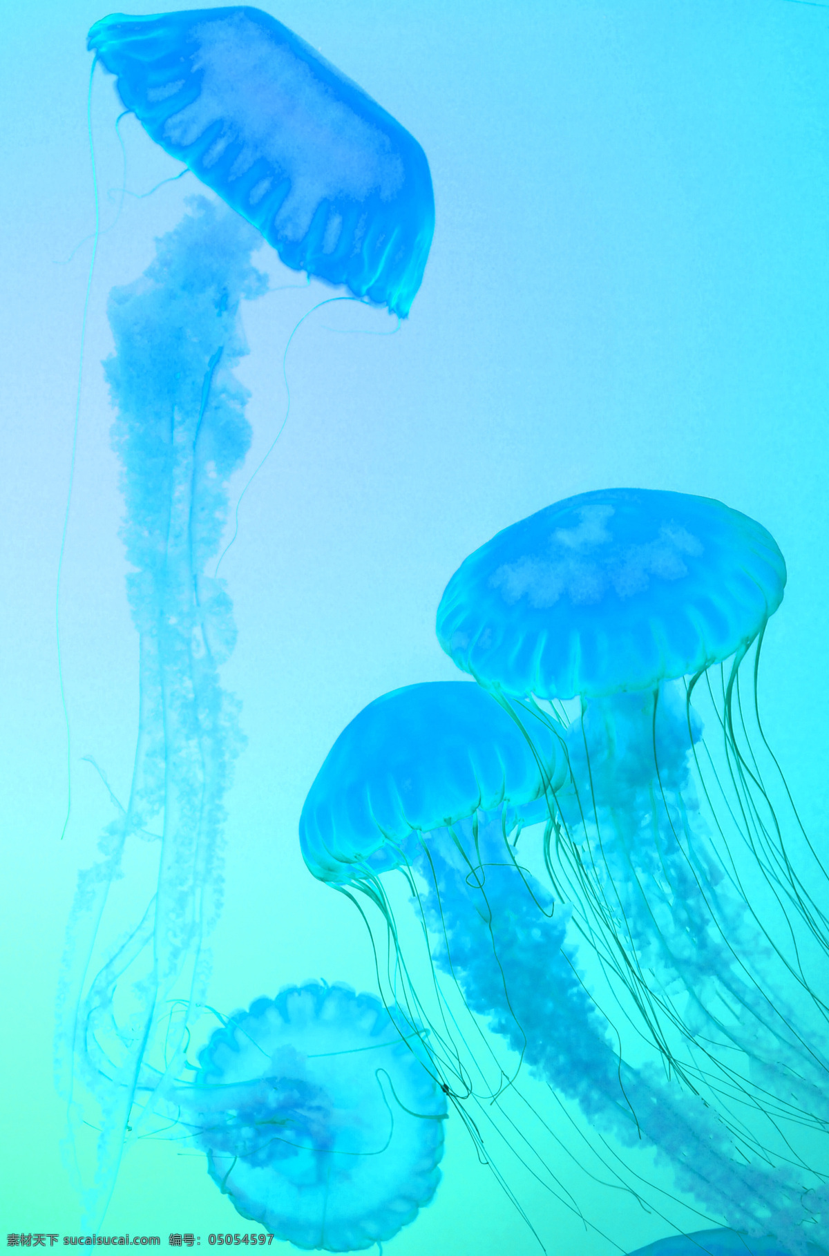 水母 蓝色 大海 浪漫 高清图片 背景 生物世界 海洋生物