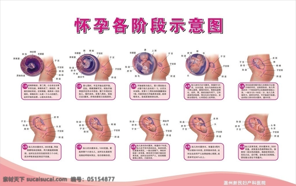 怀孕 阶段 示意图 阶段示意图 医院展板 院内广告 医疗保健 矢量