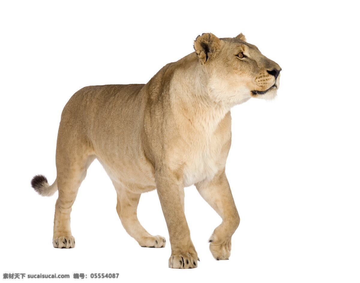 非洲 狮子 高清 母狮子 大狮子 野生 动物