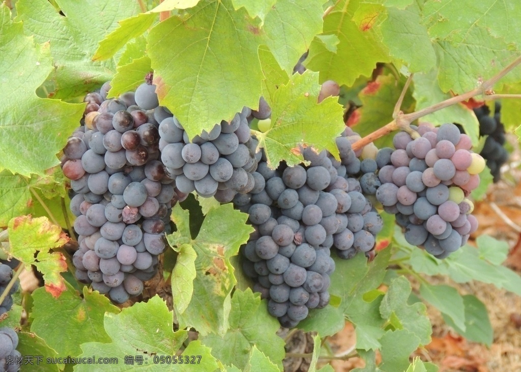 葡萄图片 葡萄 葡萄园 新鲜葡萄 水果 葡萄叶子 生物世界