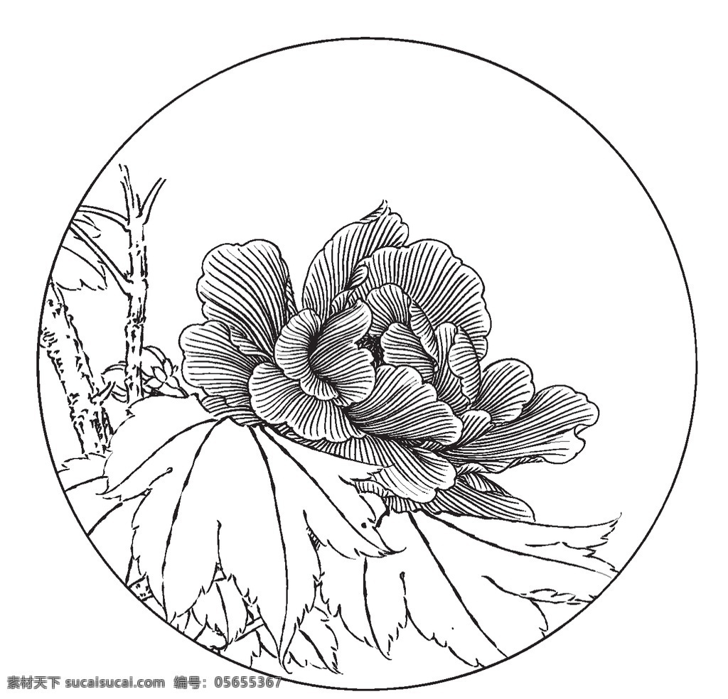 芙蓉 花卉 植物 观赏 线条 矢量 传统 装饰 插画 原产中国 锦葵科植物 花美丽 花卉白描图 生物世界 花草