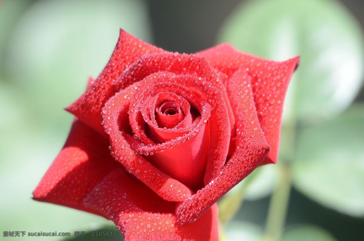 红色 玫瑰花 高清 玫瑰 红玫瑰 红色花朵 花朵