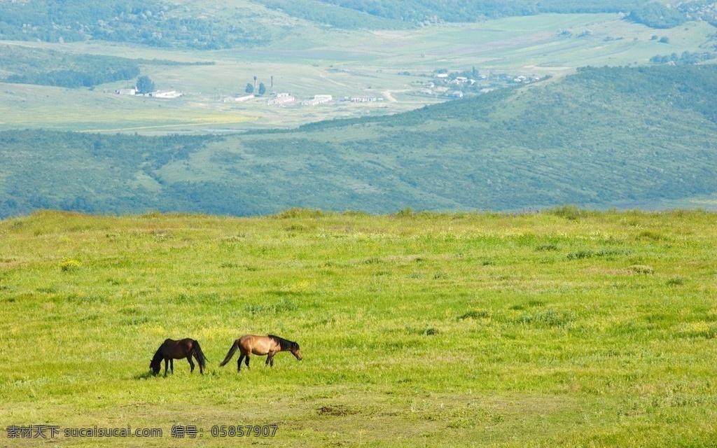 草原上的骏马 草原 草地 骏马 高原 辽阔 宽阔 大自然 黑马 天空 白云 动物 草原风光 自然风光 摄影图库 高清 自然风景 自然景观